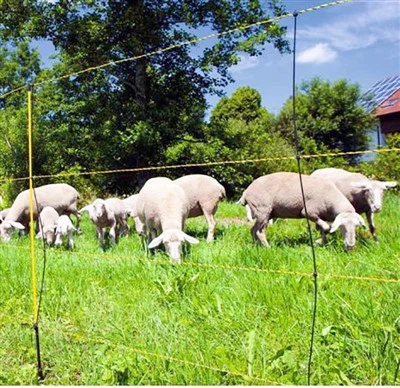 Fiberglass Pasture Fence Posts: Kev them nyiaj yug ruaj khov rau Grazing Lands & Tsiaj txhu