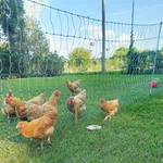 Pulwell Fiberglass Poultry Fence Posts: Khaws koj cov tsiaj nrog ruaj khov, Tsawg-Txoj Fencing