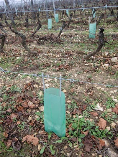 Lub neej ntev Profitable Fiberglass Vineyard tim txiv hmap Training tswg